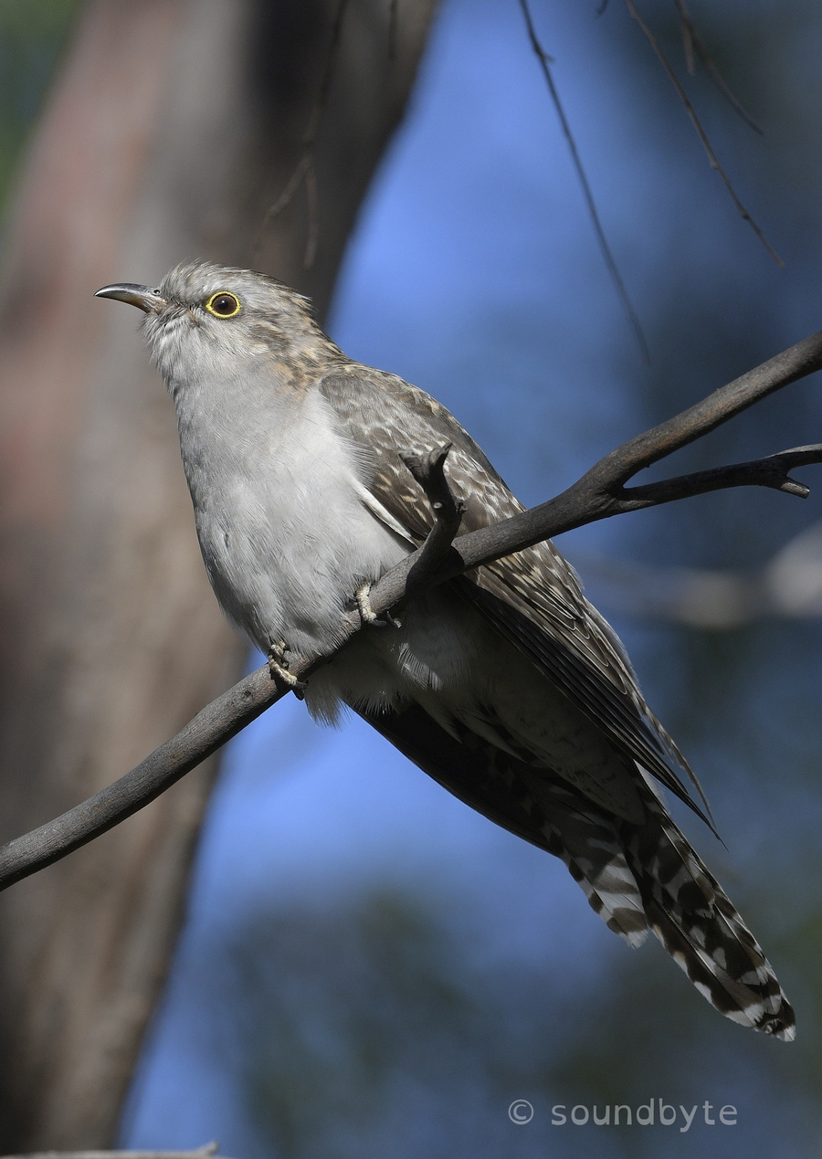 Pallid_Cuckoo_091220_BCG.jpg