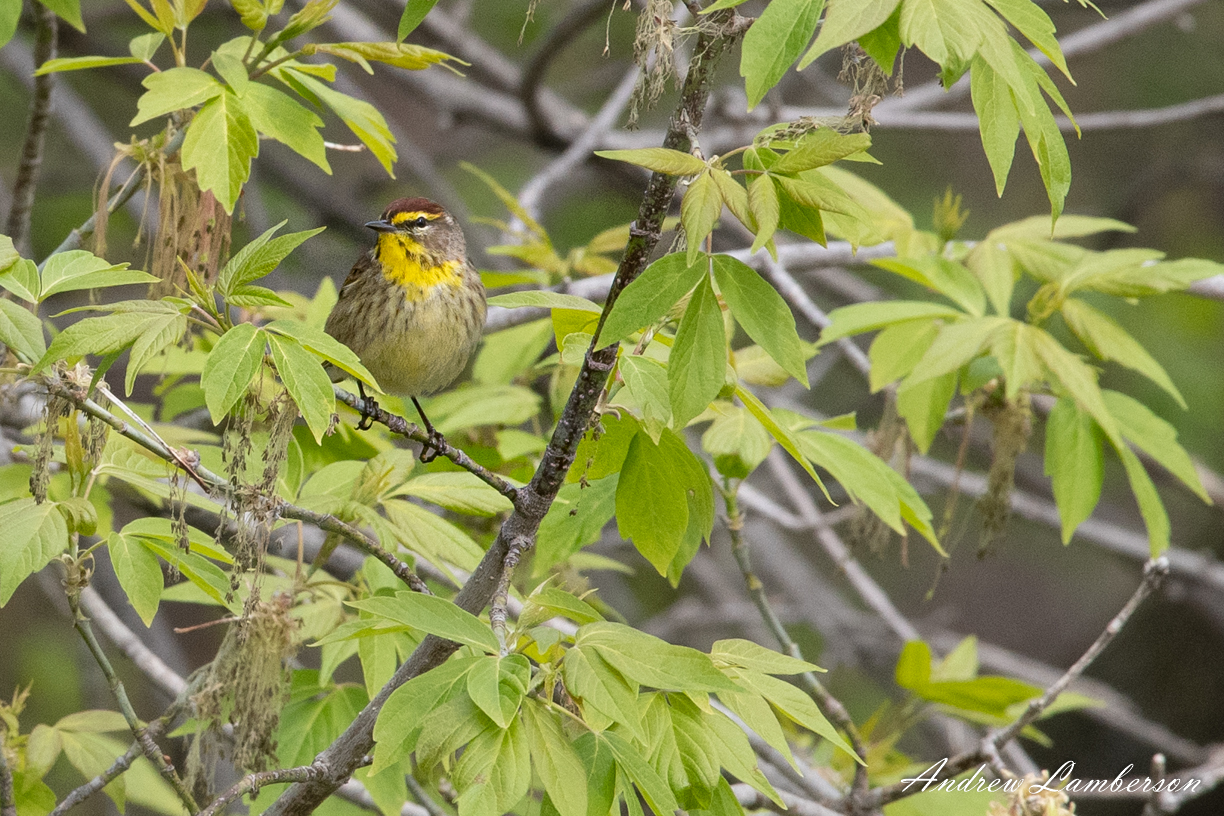 Palm Warbler-9417.jpg