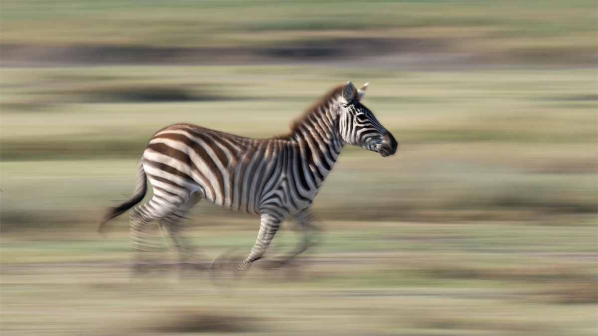 panning-zebra-1.jpg