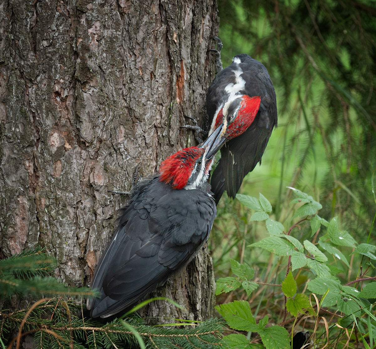 Papa pileated feeding youngster 4237.jpg