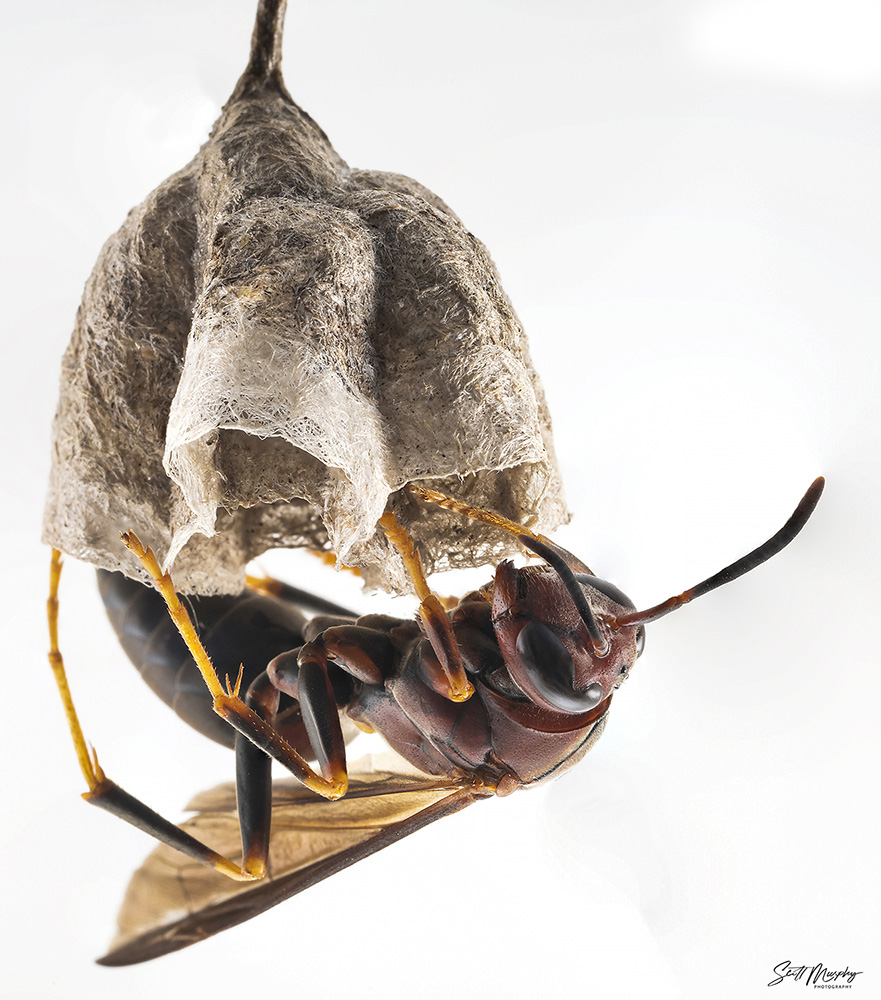 Paper Wasp and nest 1000.jpg