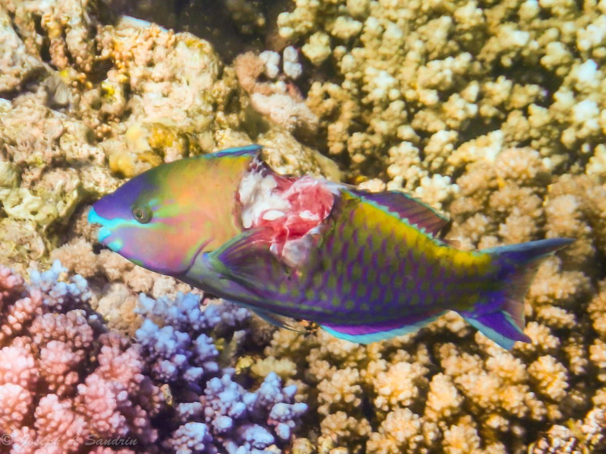 Parrotfishes_01.jpg