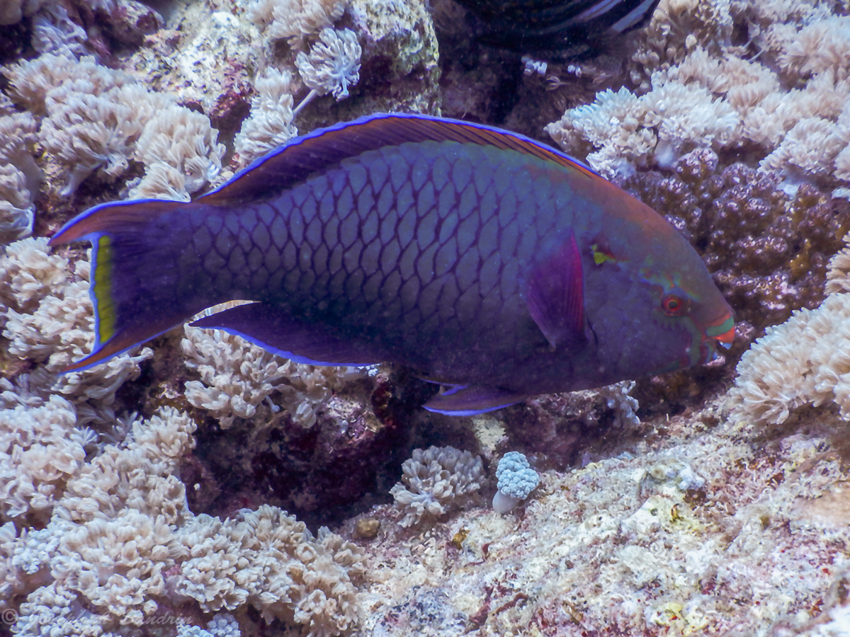 Parrotfishes_02.jpg