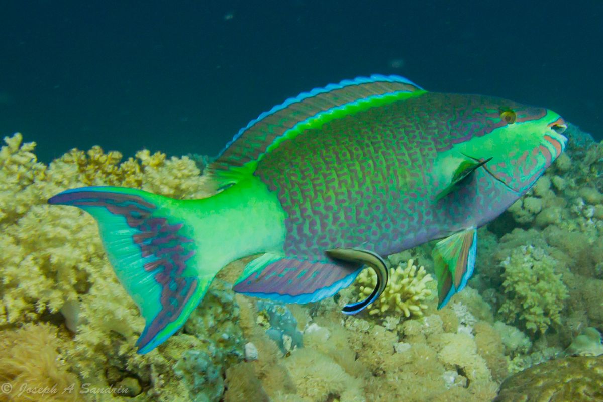 Parrotfishes_04.jpg