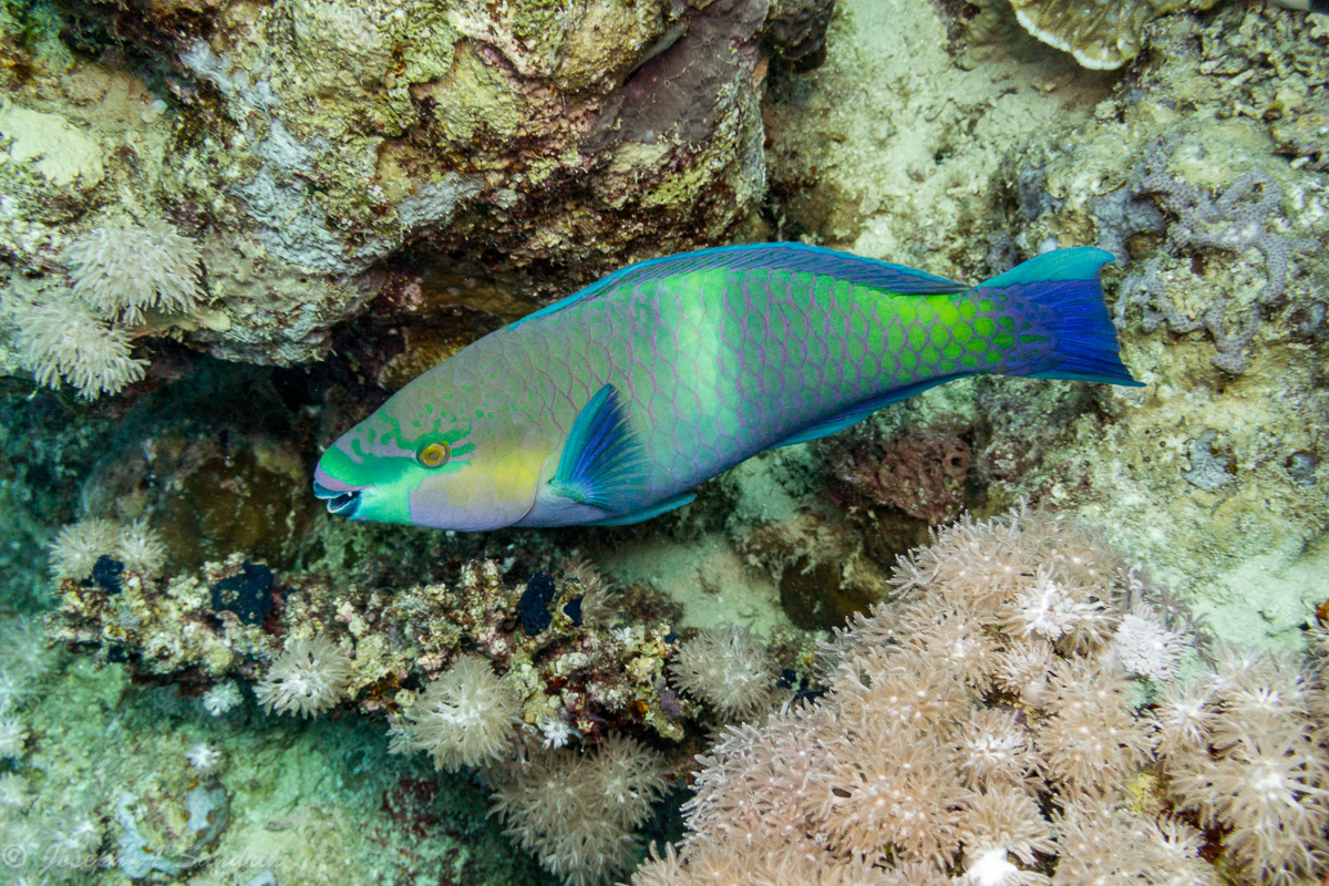 Parrotfishes_06.jpg