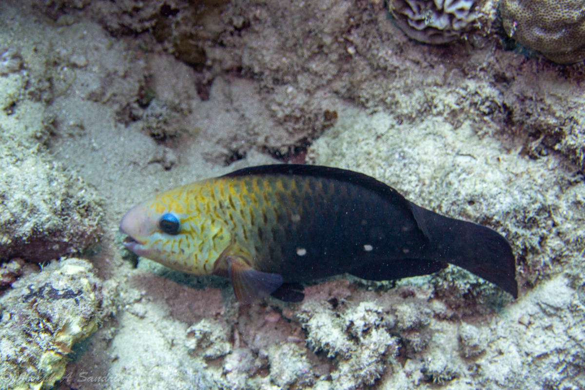 Parrotfishes_07.jpg