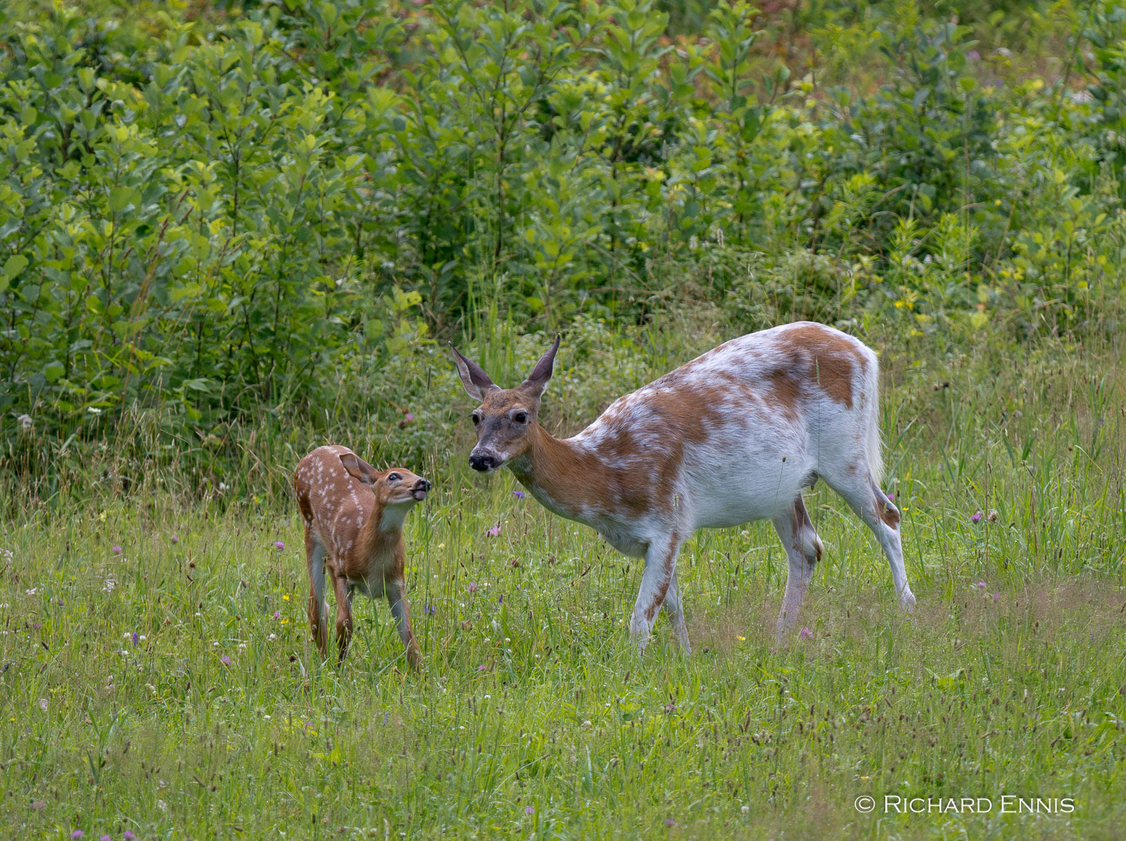 PBald_Fawn24-2024-July-12-9-297270-Enhanced-NR.jpg