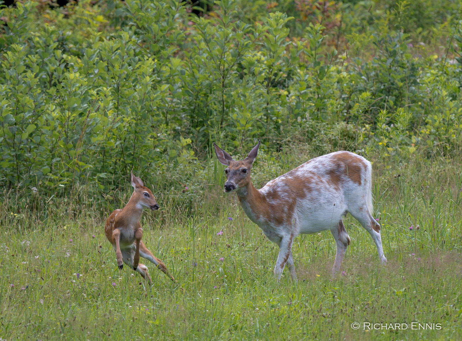 PBald_Fawn24-2024-July-12-9-297277-Enhanced-NR.jpg