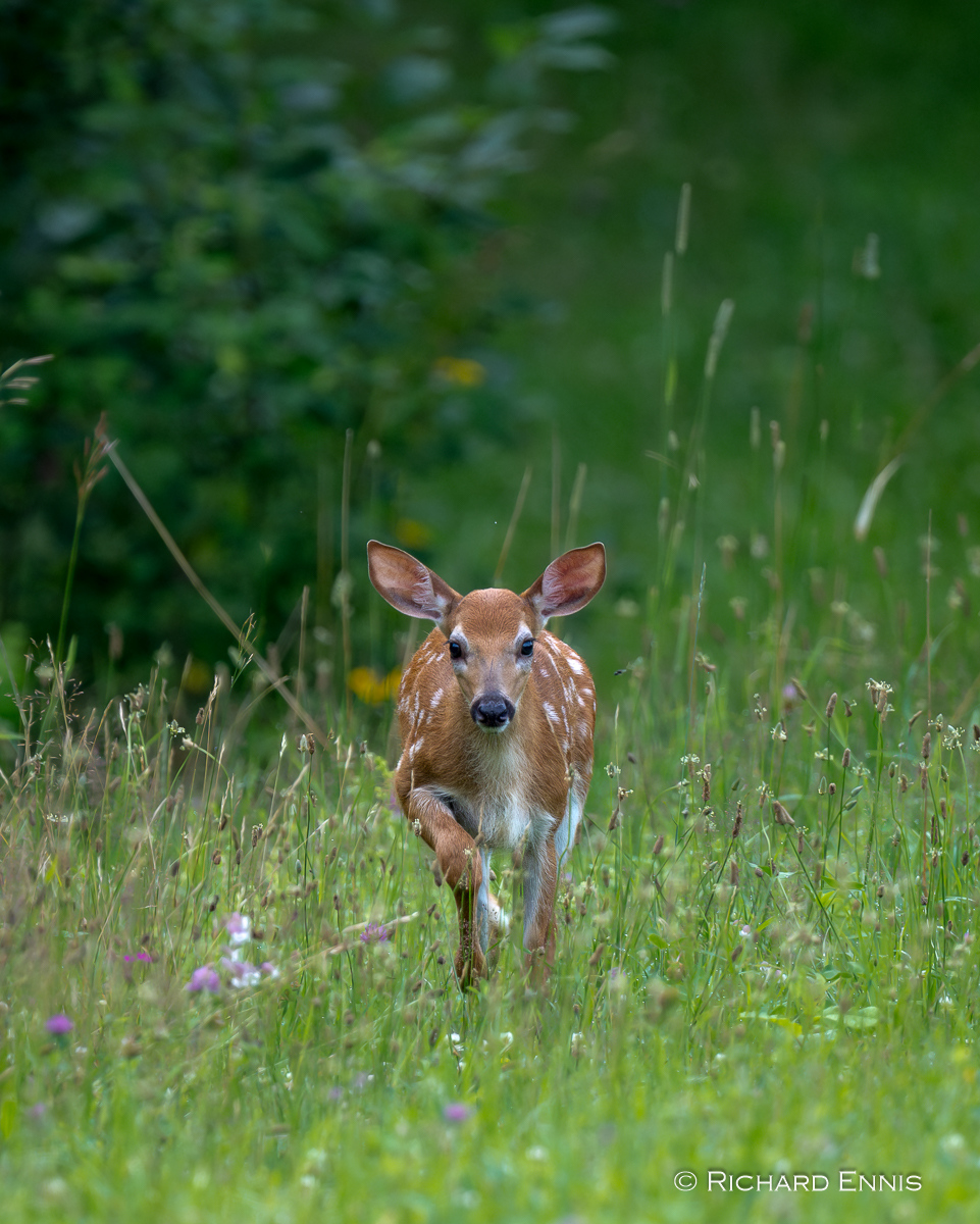 PBald_Fawn24-2024-July-12-9-297547-Enhanced-NR.jpg