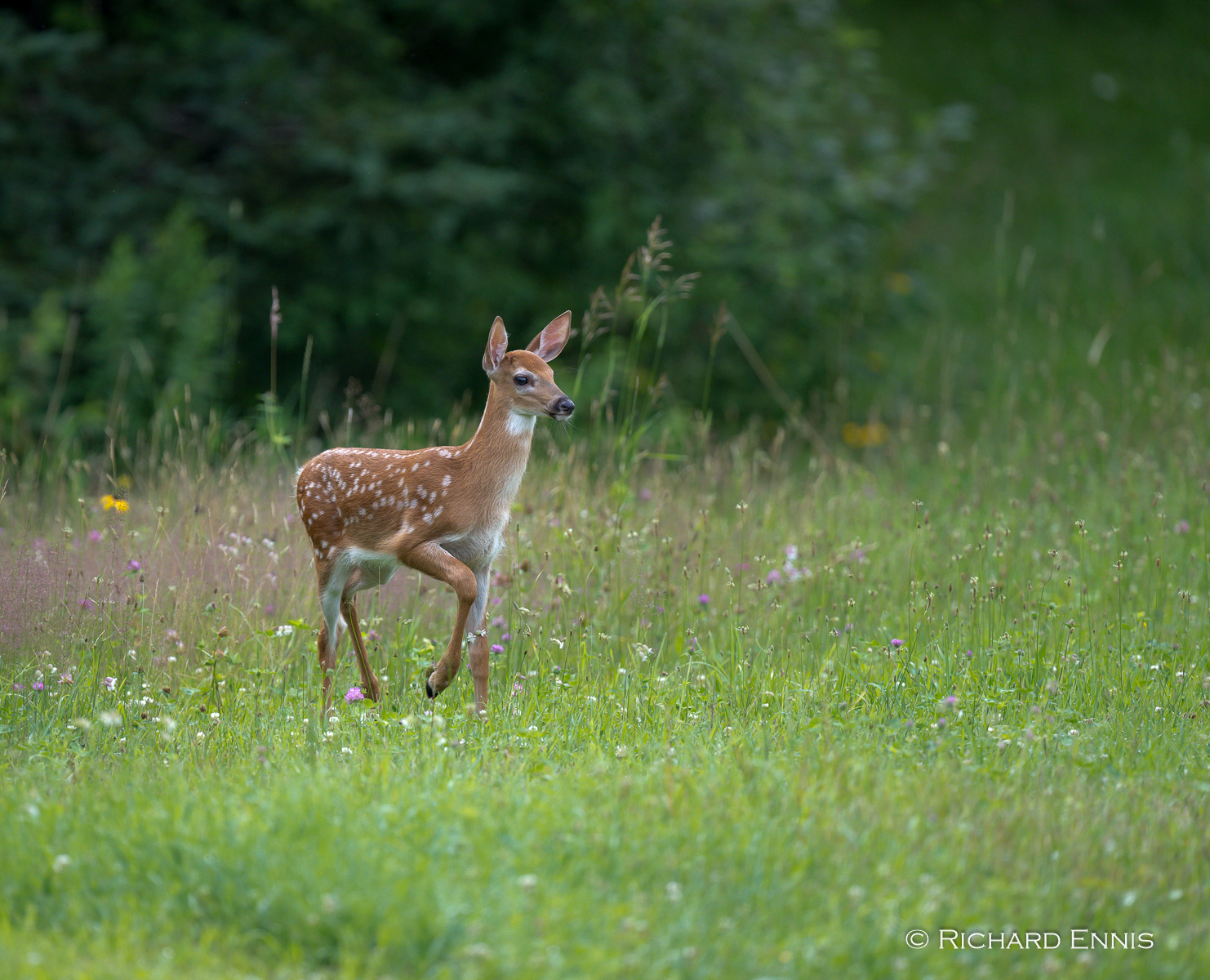 PBald_Fawn24-2024-July-12-9-297980.jpg