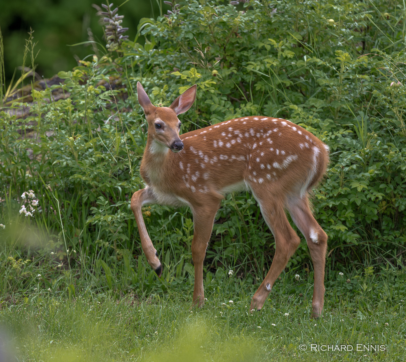 PBald_Fawn24-2024-July-12-9-298237-Enhanced-NR.jpg