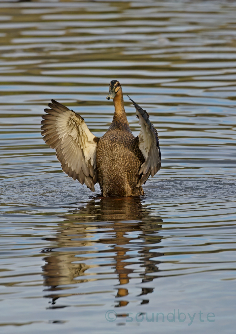 Pacific Black Duck, frontal display - river mouth, 120623 ...