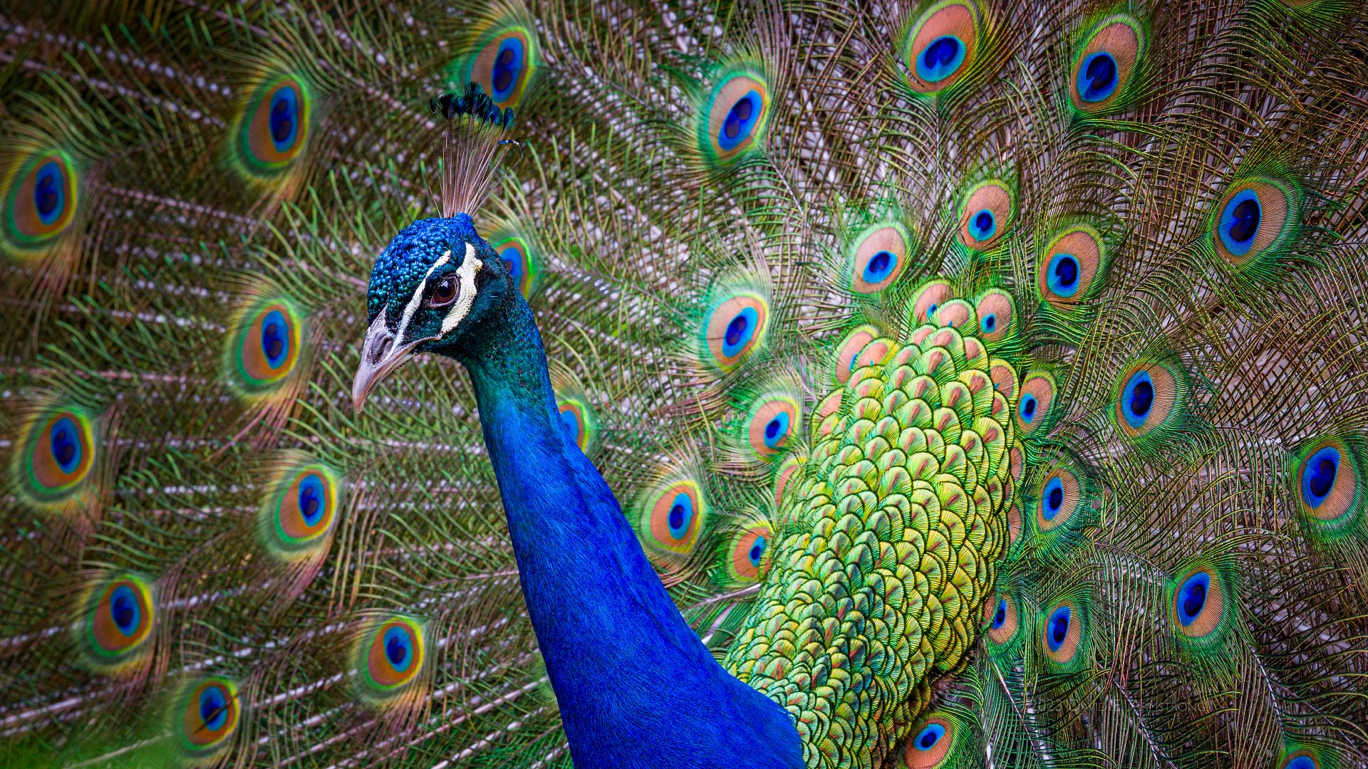 Peacock full swirl.1f.1920.DavidEArmstrong_Z9_20230616_162449_410-1.jpg