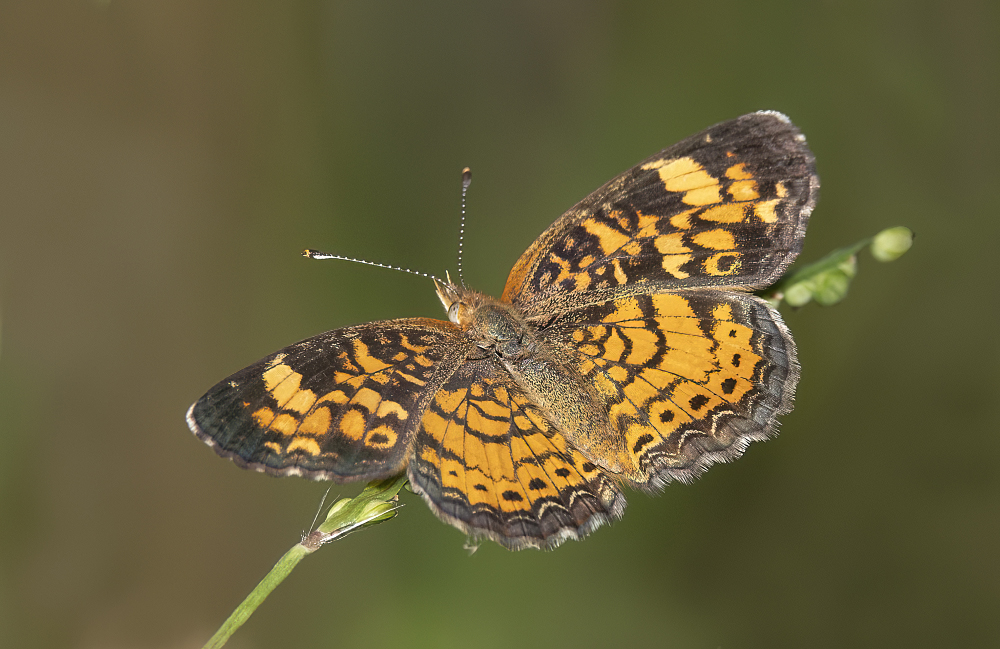 Pearl Crescent for blog 13Sep2021 copy.jpg