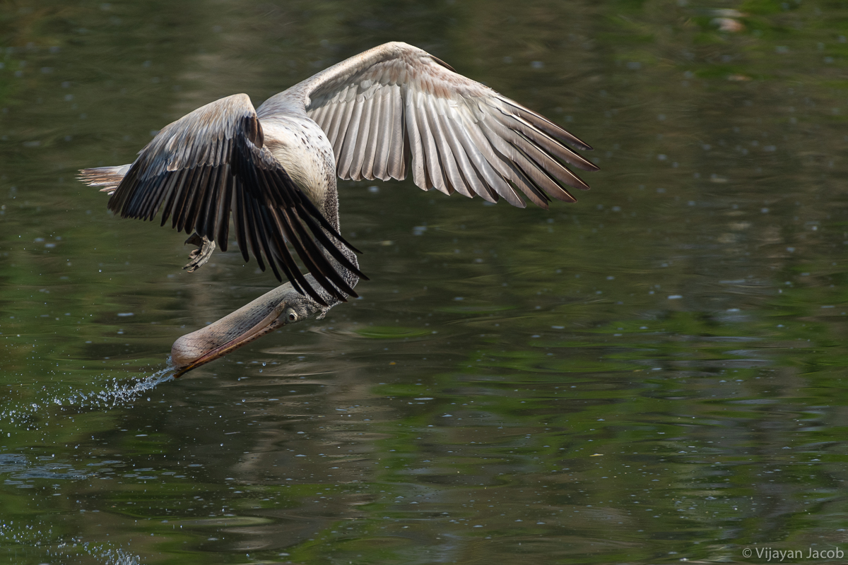 pelican-6.jpg