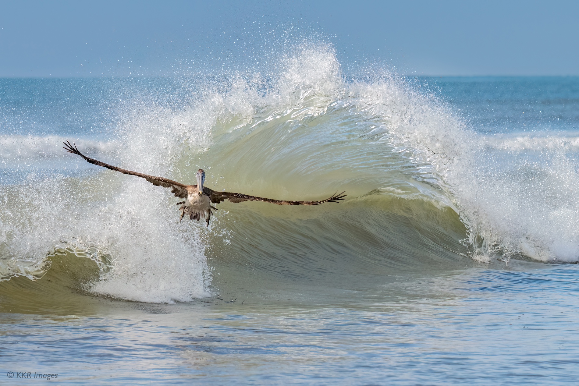 Pelican chased by a wave copy.jpg