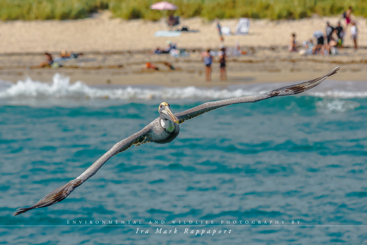 Pelican flying by the beach.jpg