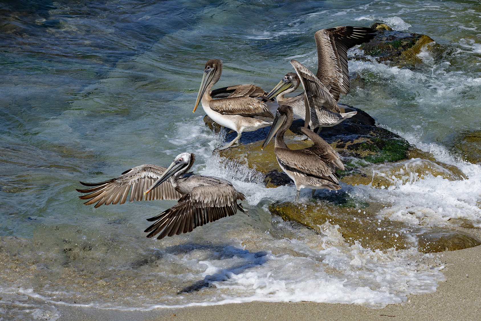 PELICAN LAUNCHES OFF SHORE LA JOLLA CA _DSC1718.jpg