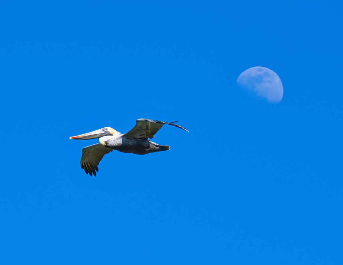 Pelican&Moon Neo.jpg