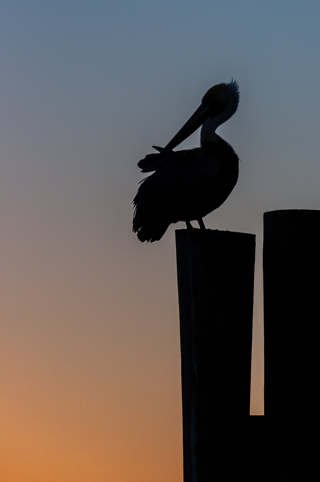 Pelican Preening at Sundown-1.jpg