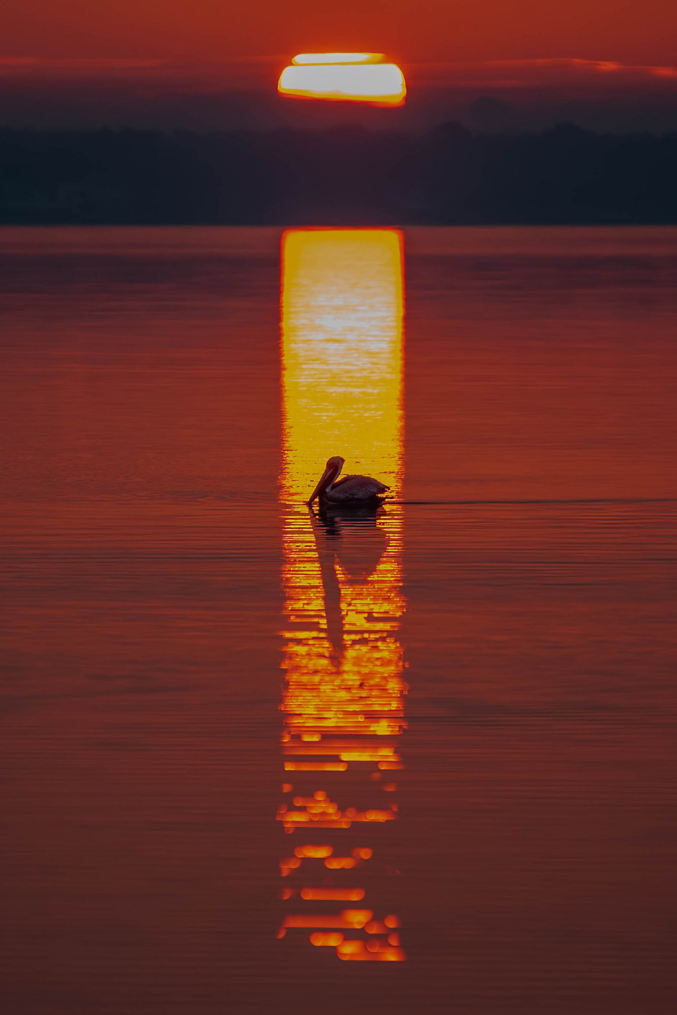 Pelican Sunrise-2.jpg