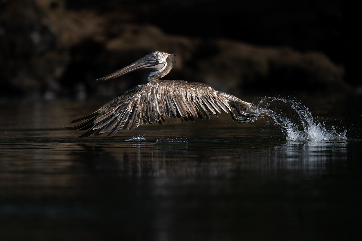 pelican-takeoff.jpg