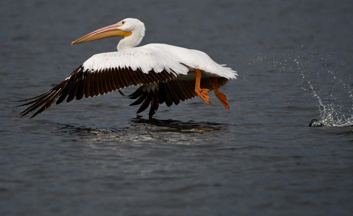 pelican_taking_flight_resized.jpg