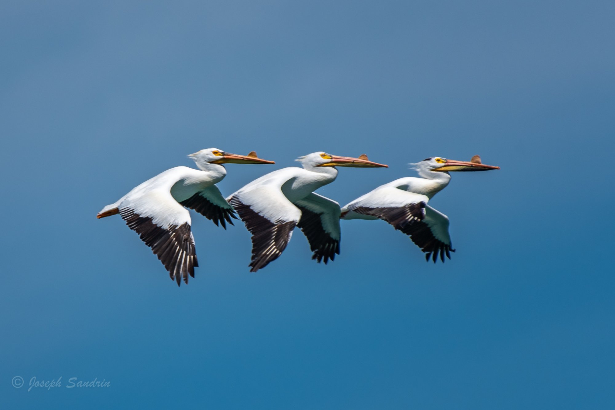 Pelicans-2.jpg