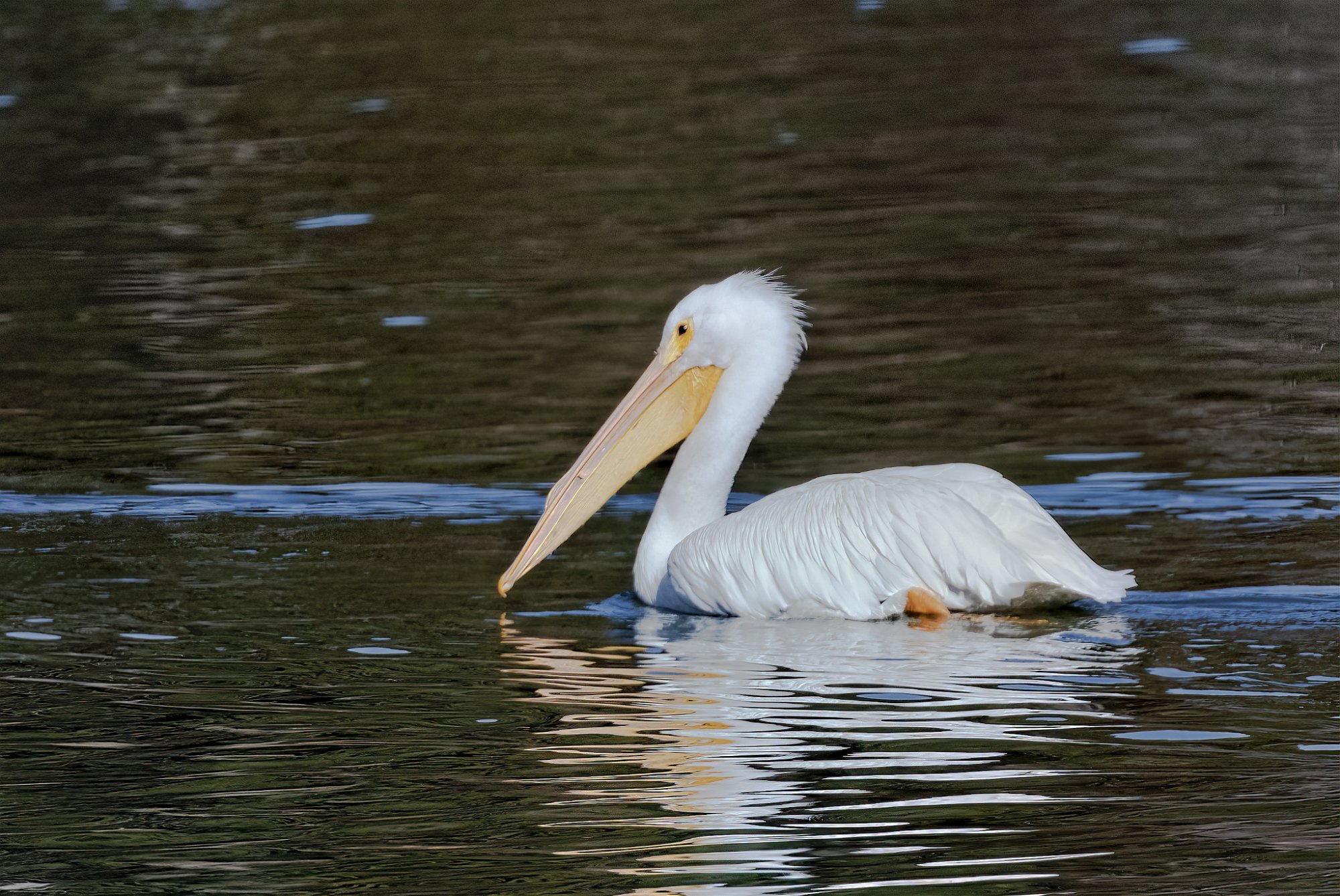 Pelicans-5 for web 8Dec2020.jpg