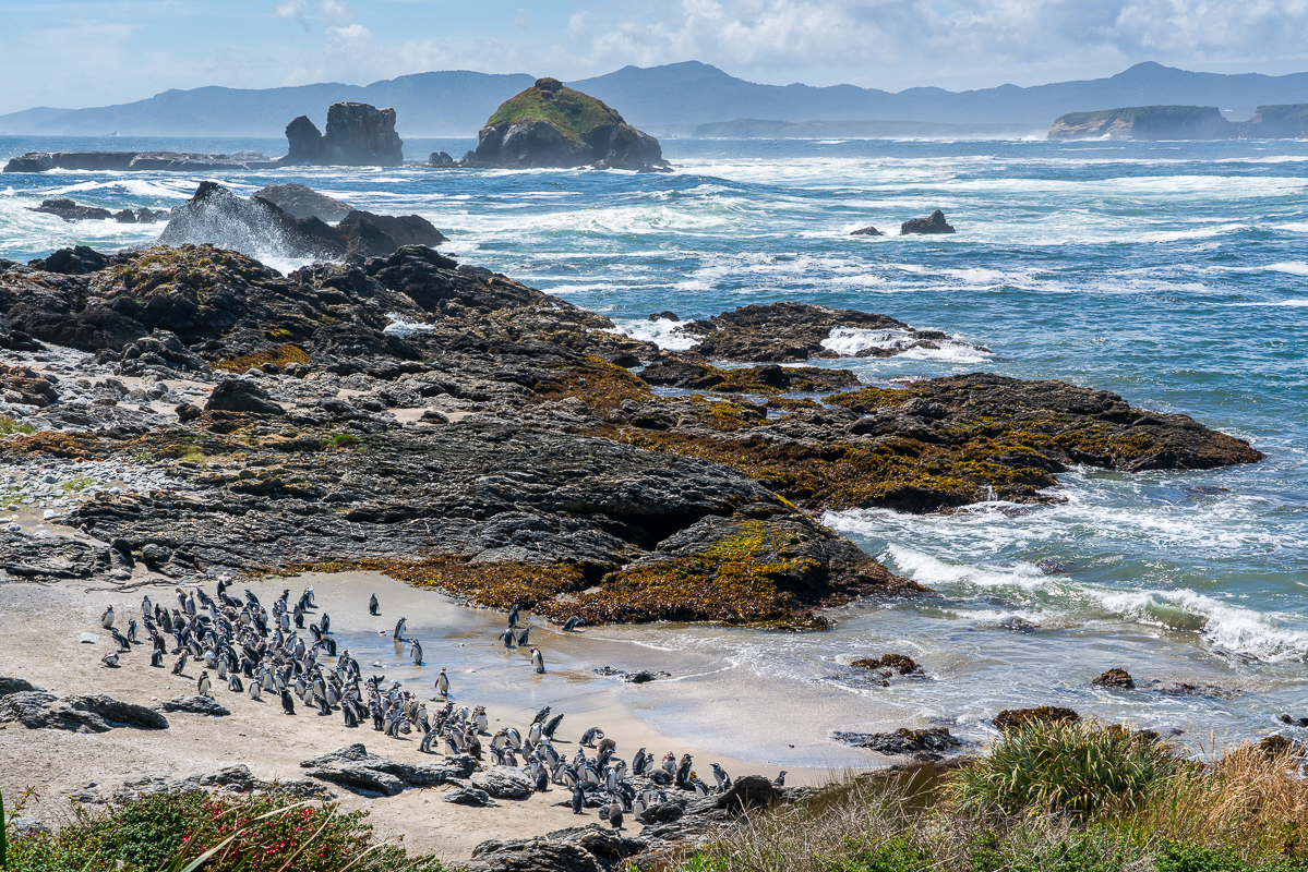 Penguin Beach - Chiloe.jpg