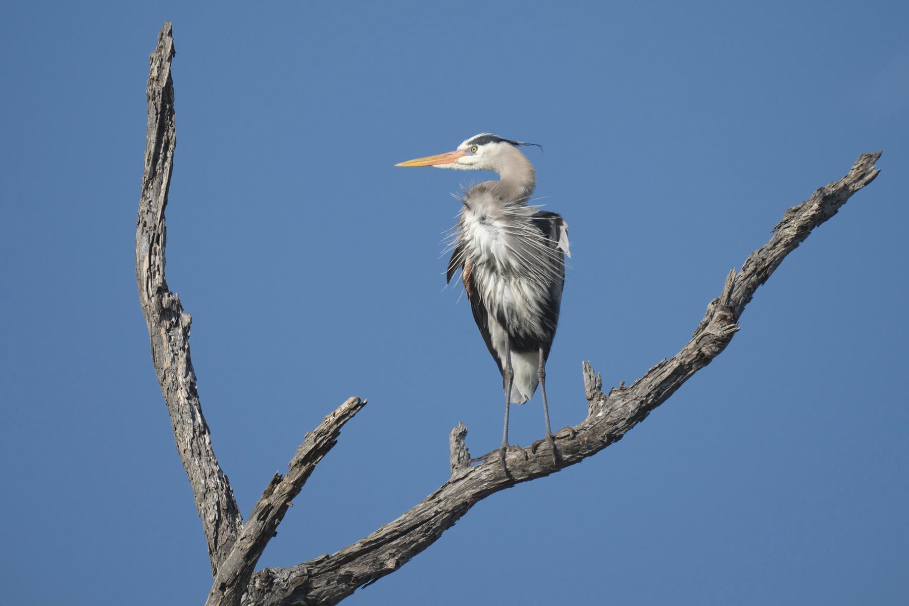 PERCHED BLUE HERON DSC_5956.jpg