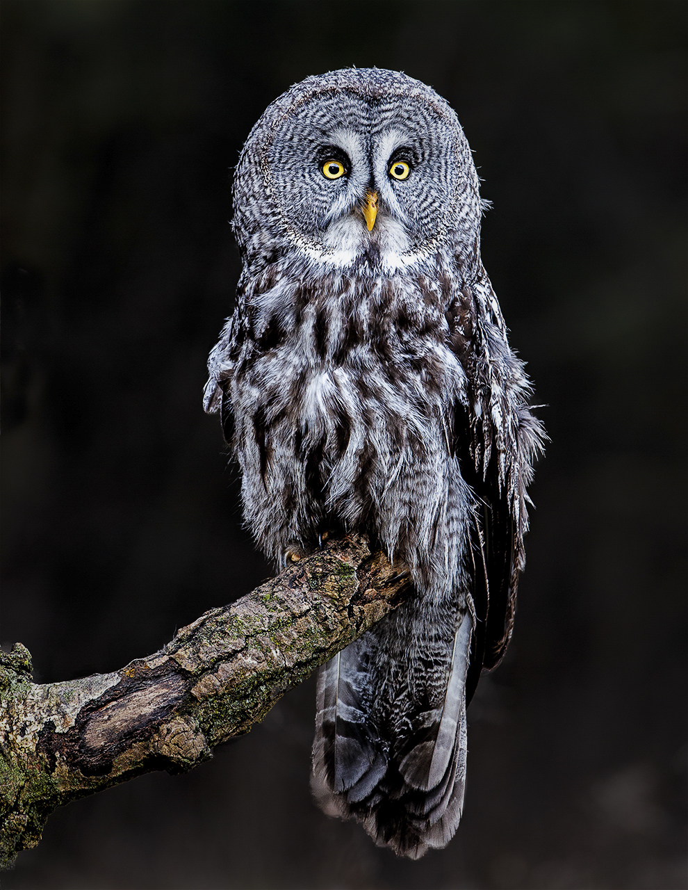 Perched Great Gray Owl 990 x 1280.jpg