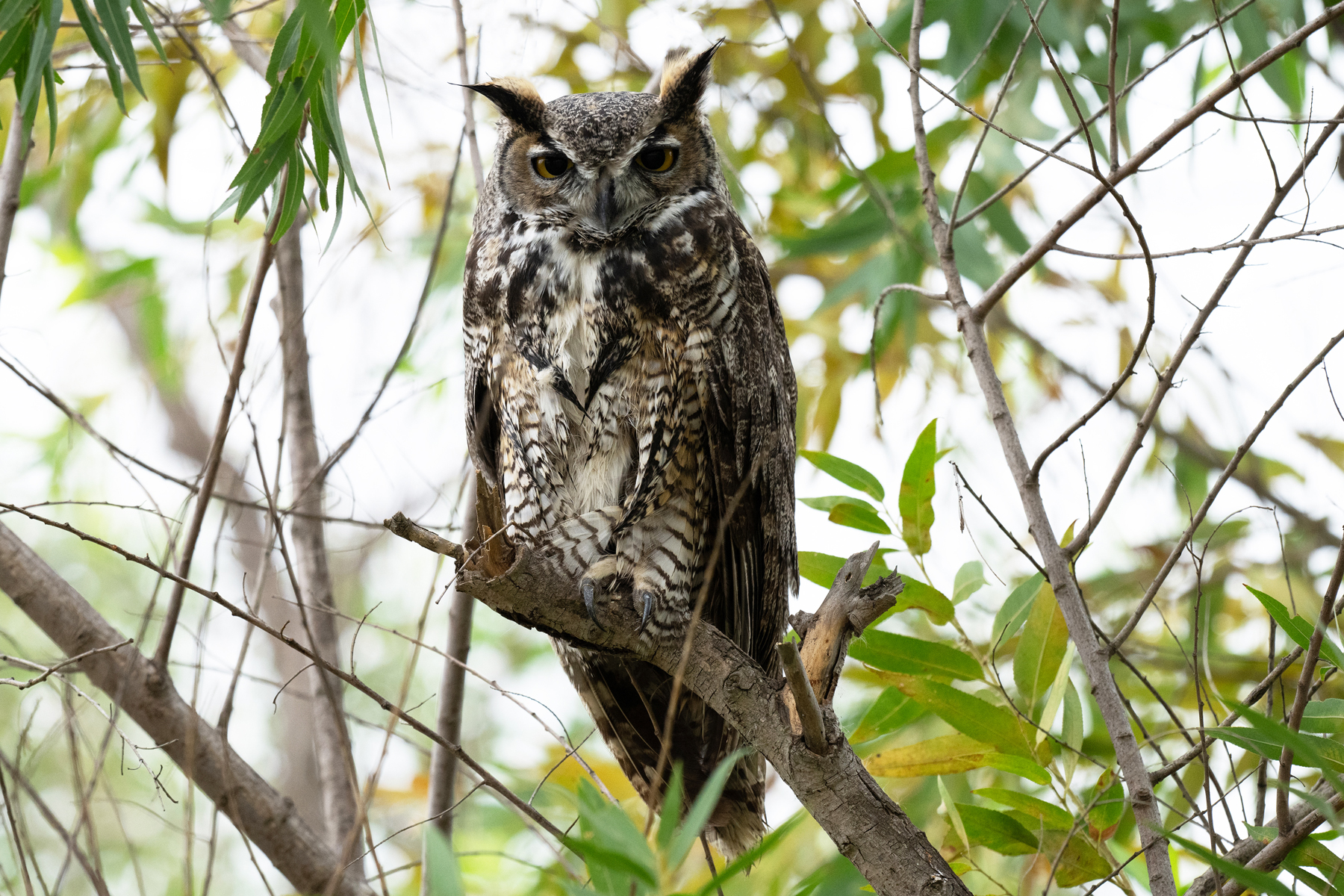 PERCHED GREAT HORNED OWL _DSC2377.jpg