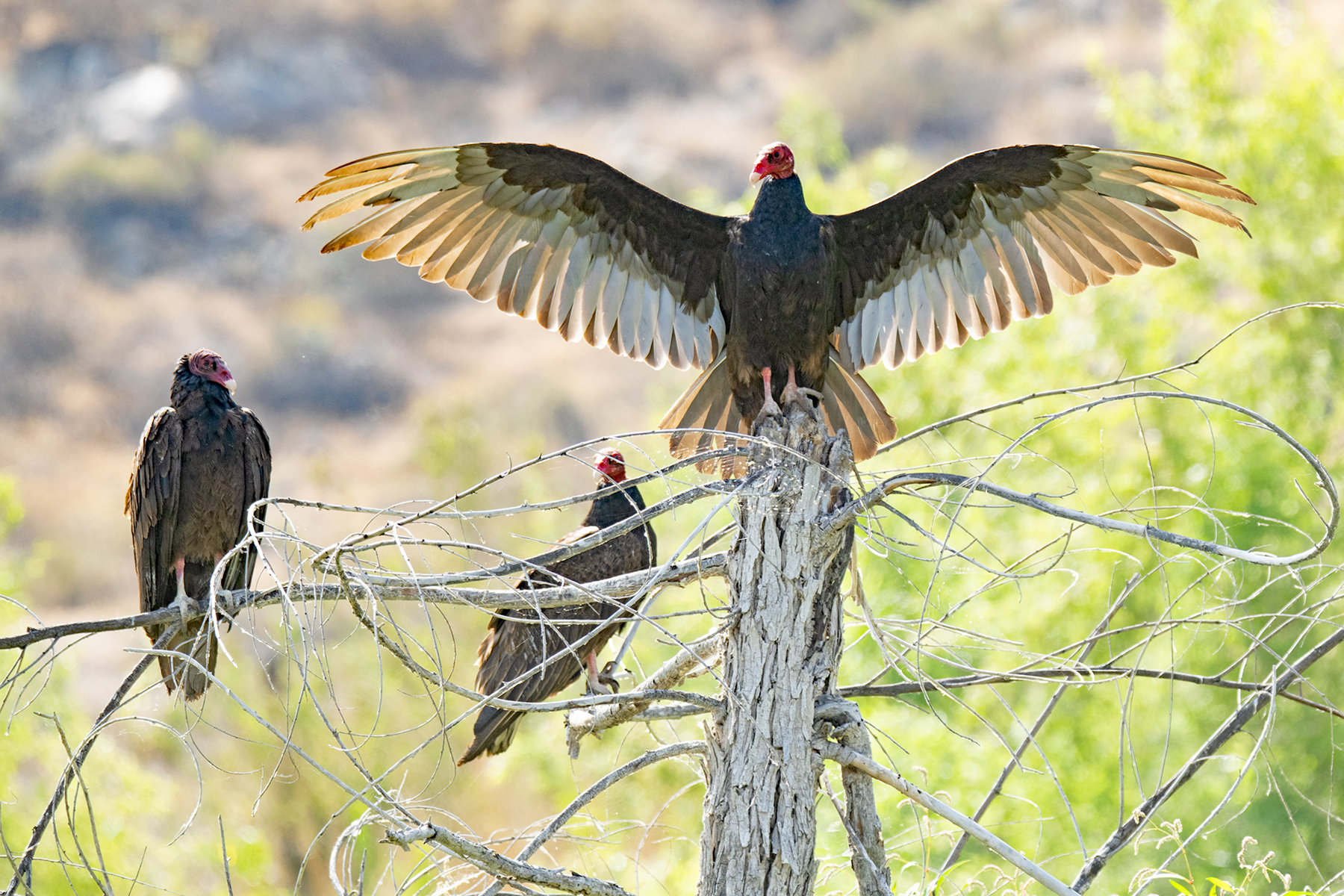 PERCHED TURKEY VULTURE _DSC2297.jpg