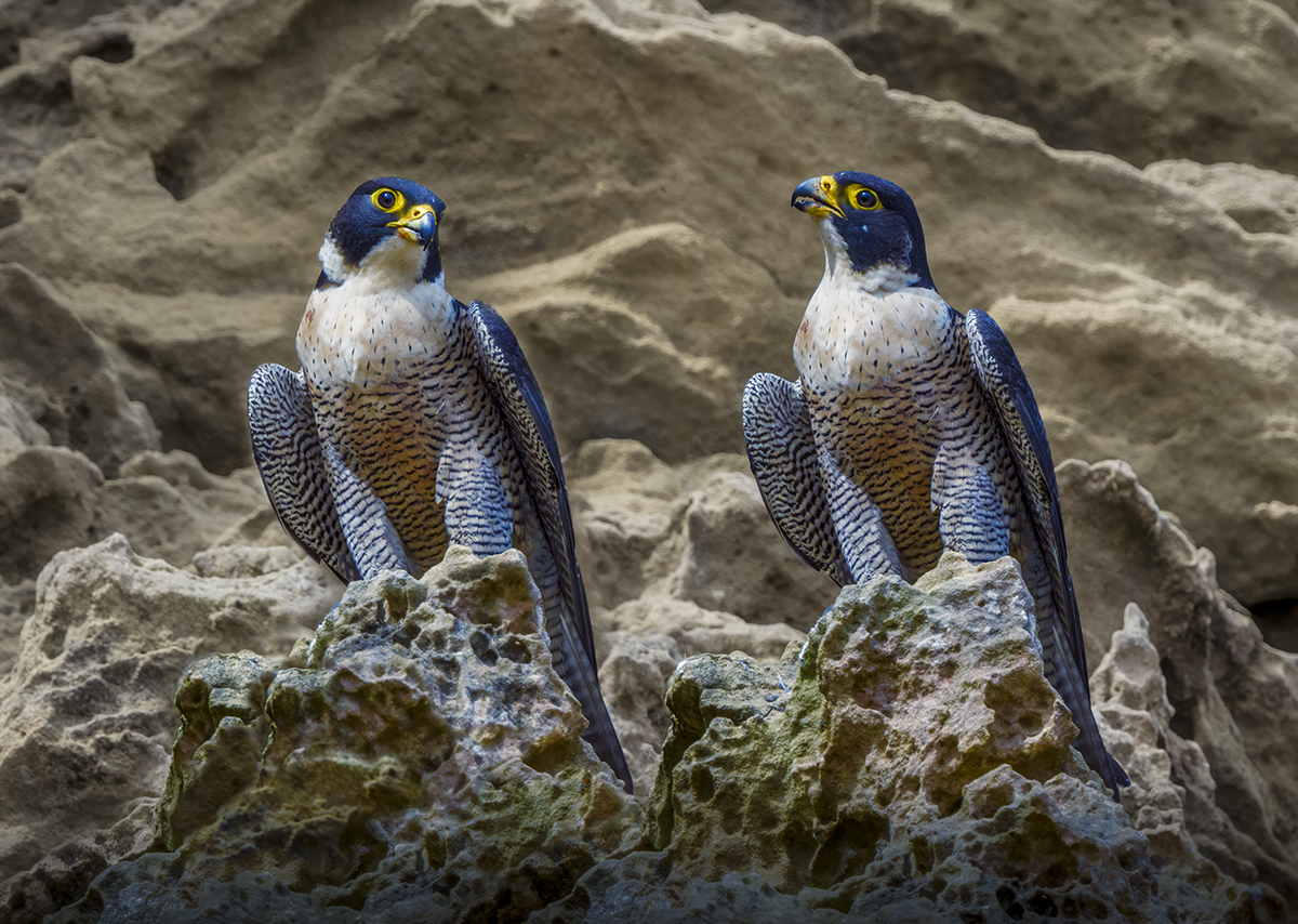 Peregrine Falcon_Composite.jpg