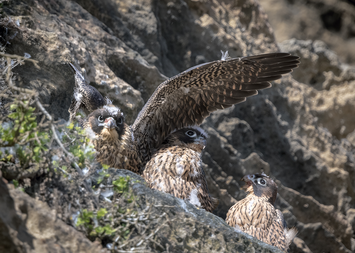 Peregrine Falcons_3 Chicks.jpg