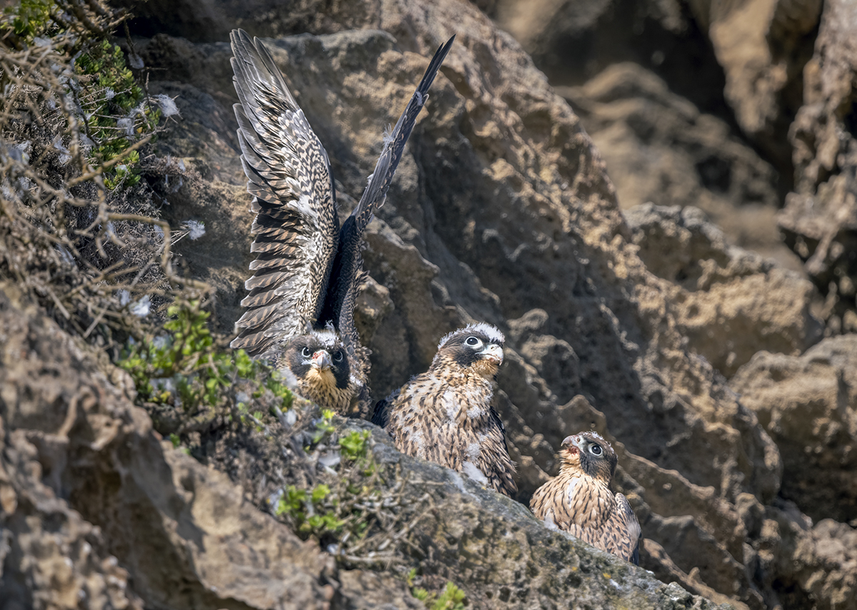 Peregrine Falcons_3 Chicks.jpg