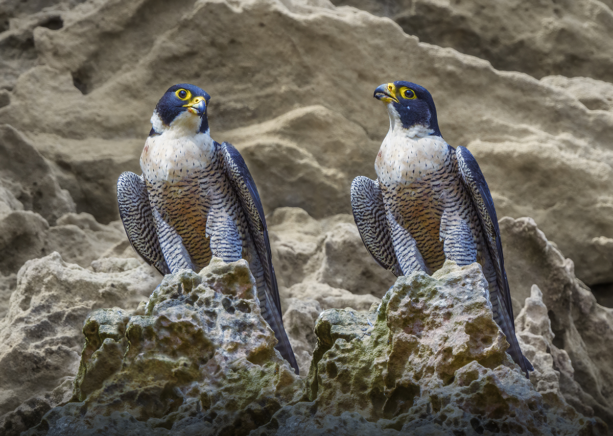 Peregrine Falcons_Composite.jpg