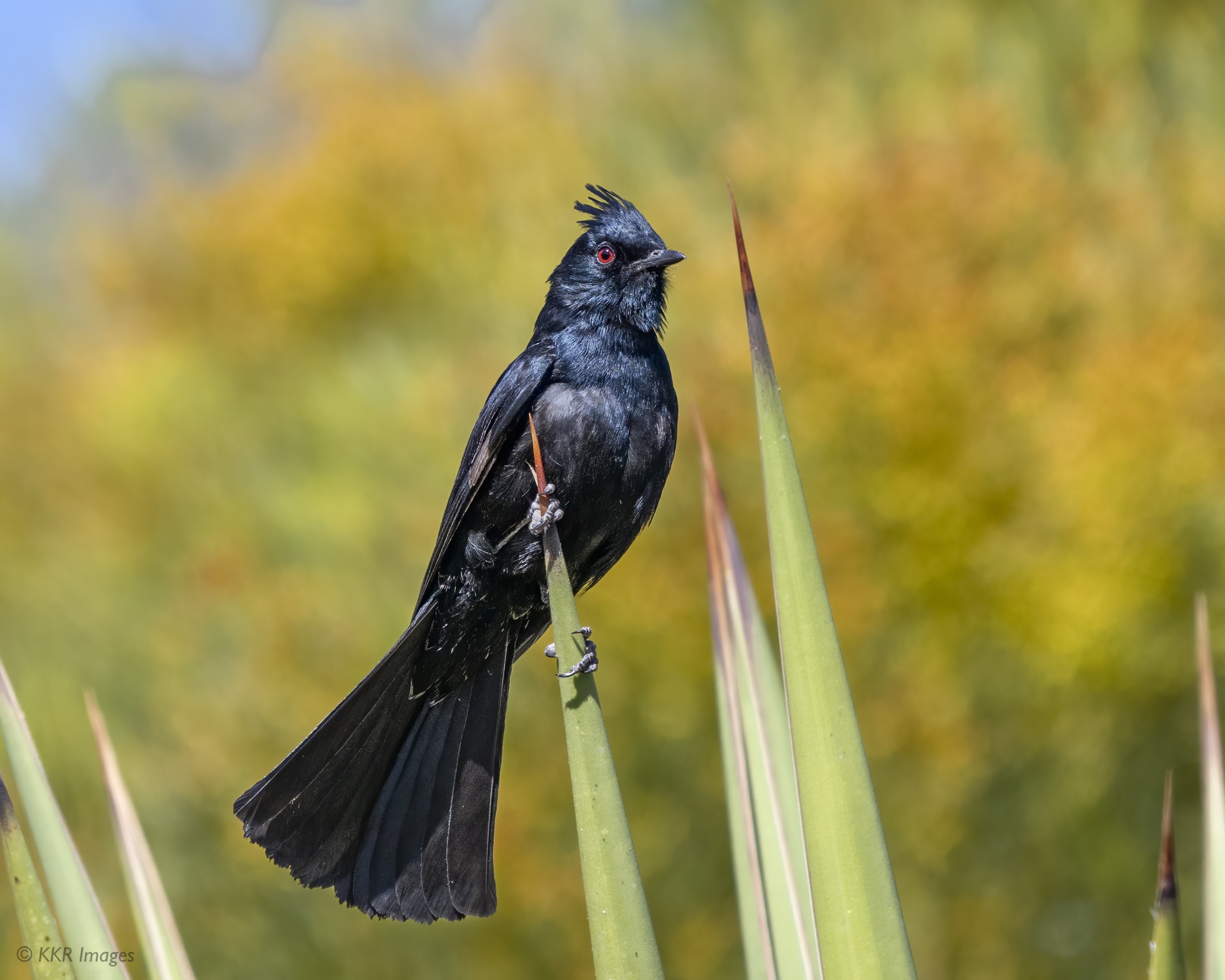 Phainopepla (M).jpg