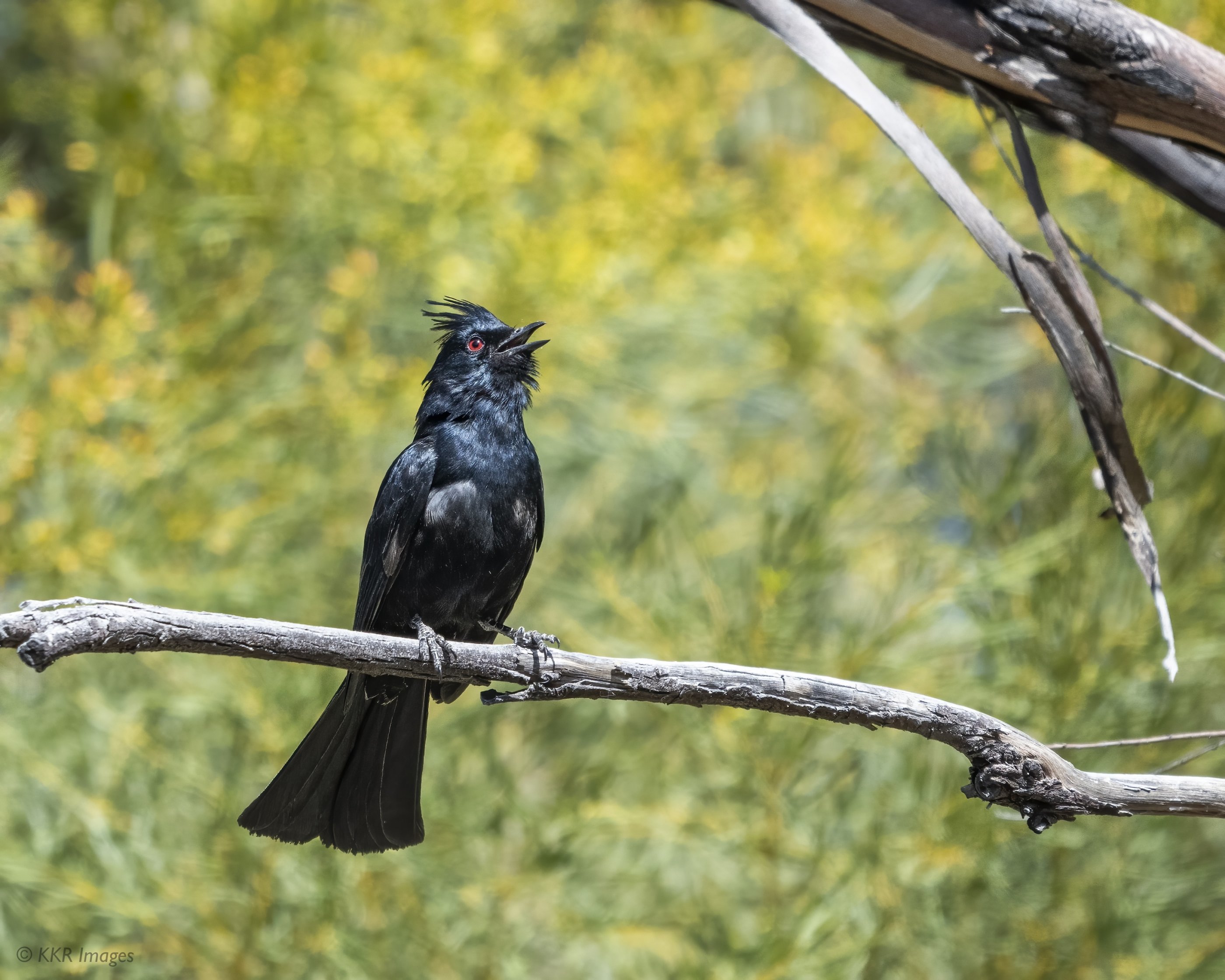 Phainopepla (M) sings copy.jpg