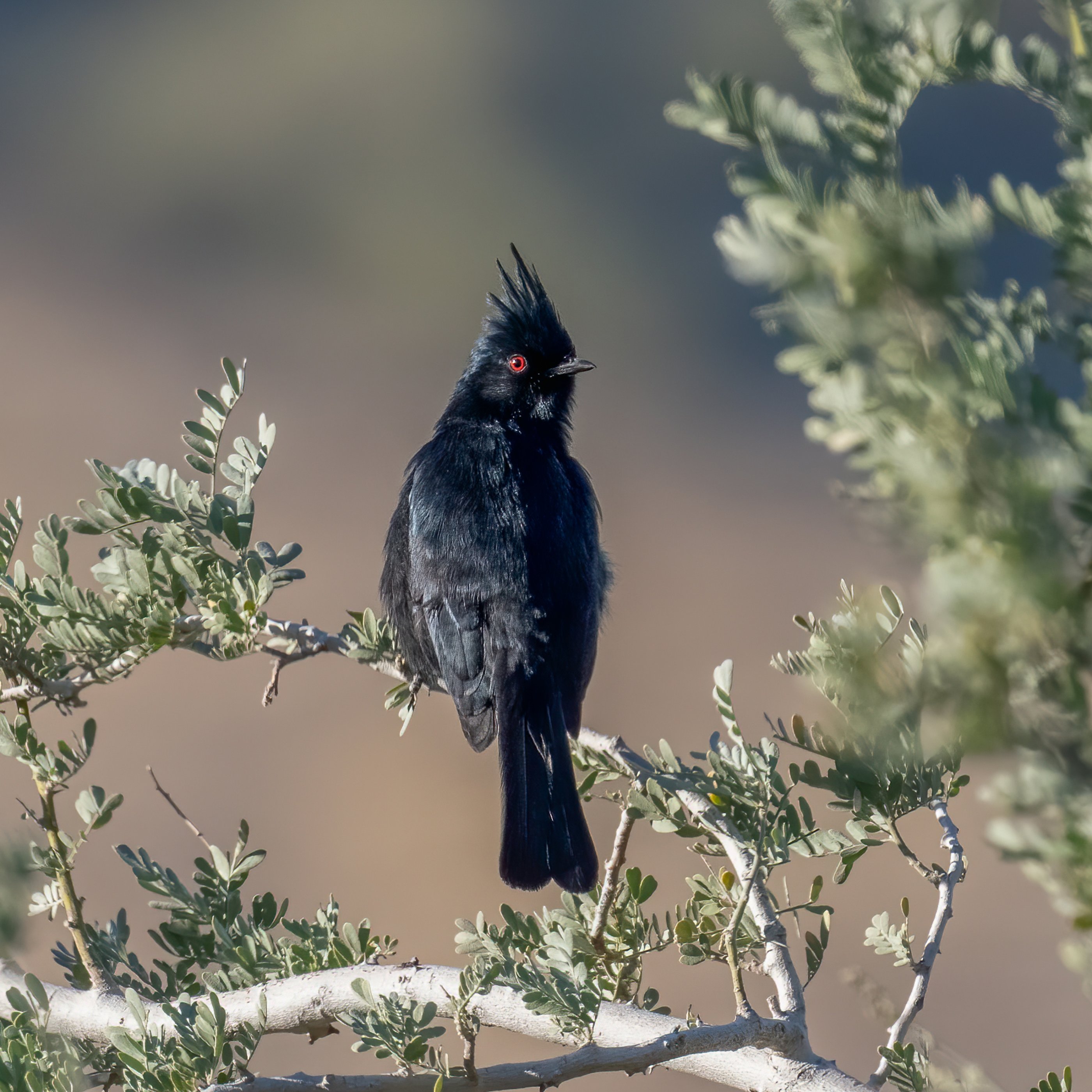 Phainopepla (M) surveys his territory copy.jpg