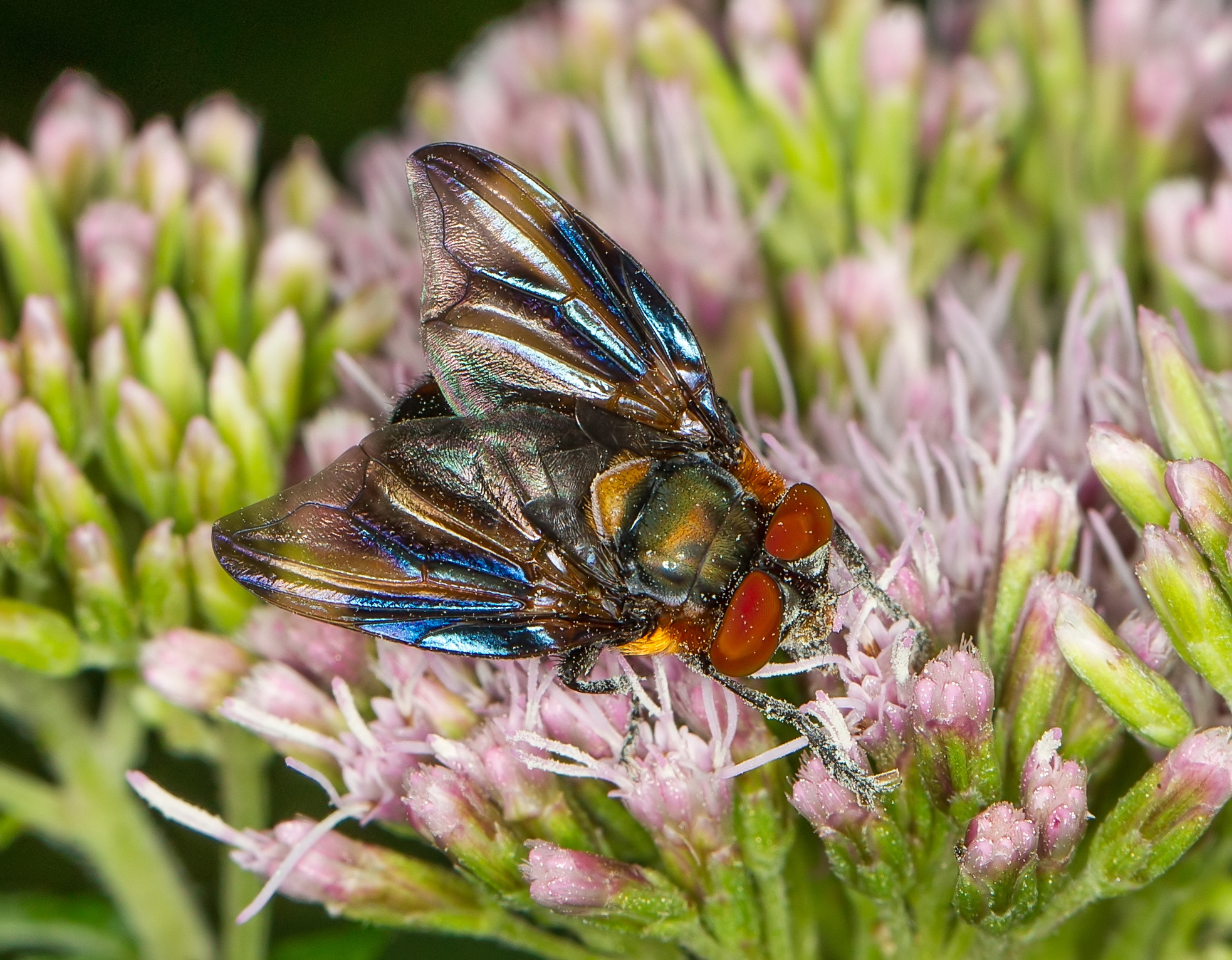 Phasia hemiptera BCG.jpg