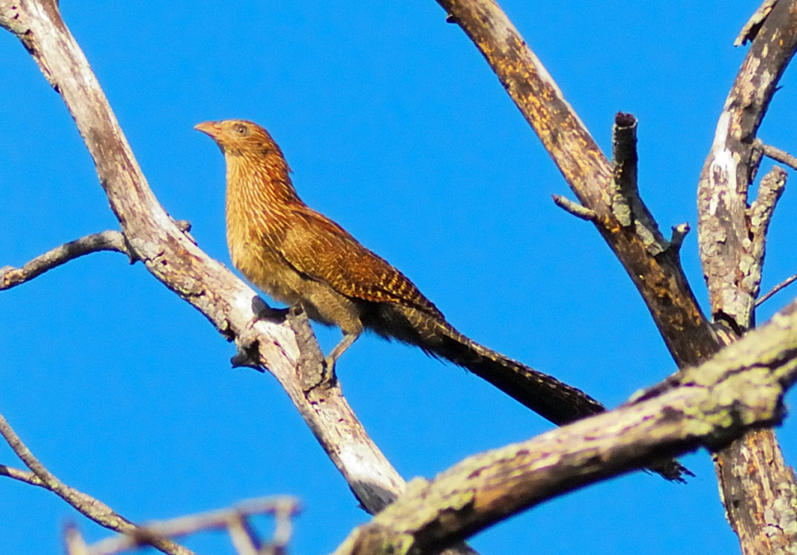 Pheasant Coucal..JPG