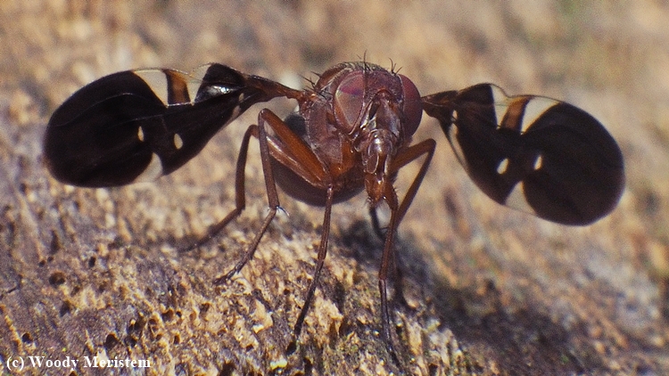 Picture-winged Fly.JPG