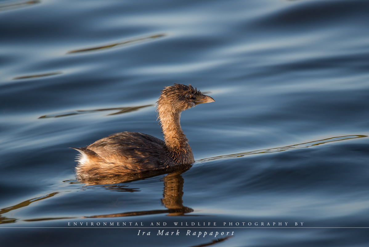 Pied-billed Grebe in the twilight.jpg