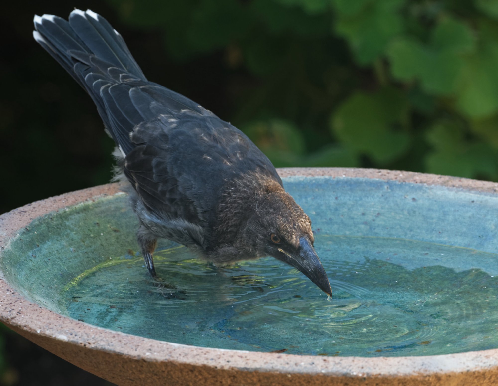 Pied Currawong juv on birdbath (13)-2048.jpg