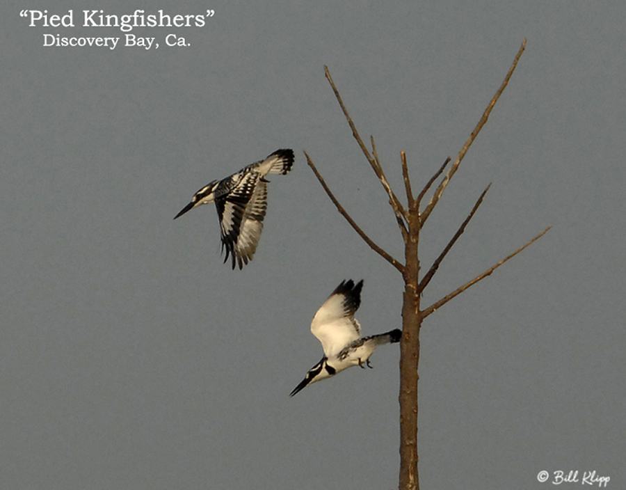 Pied Kingfisher Chiawa Bill Klipp lr02.jpg