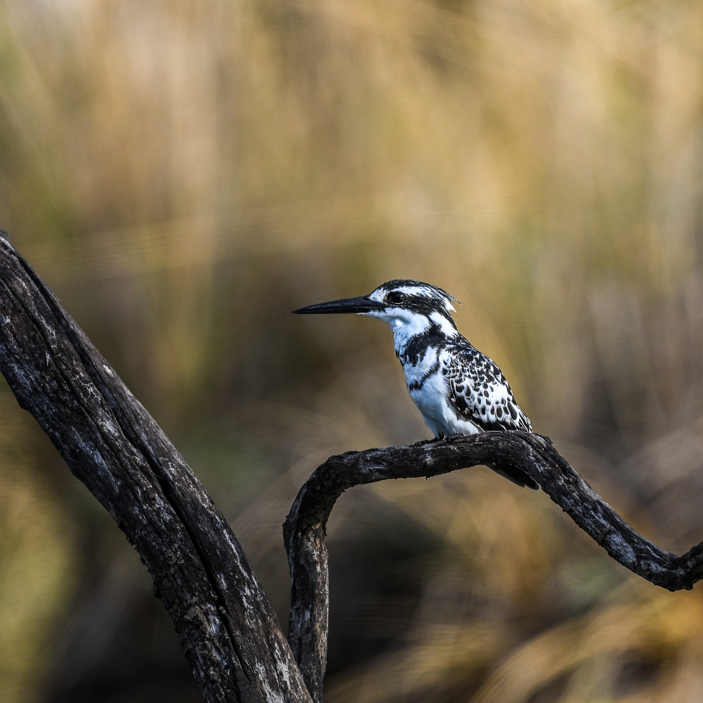 pied kingfisher.jpg