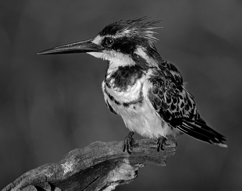 Pied Kingfisher on Branch 01.jpg
