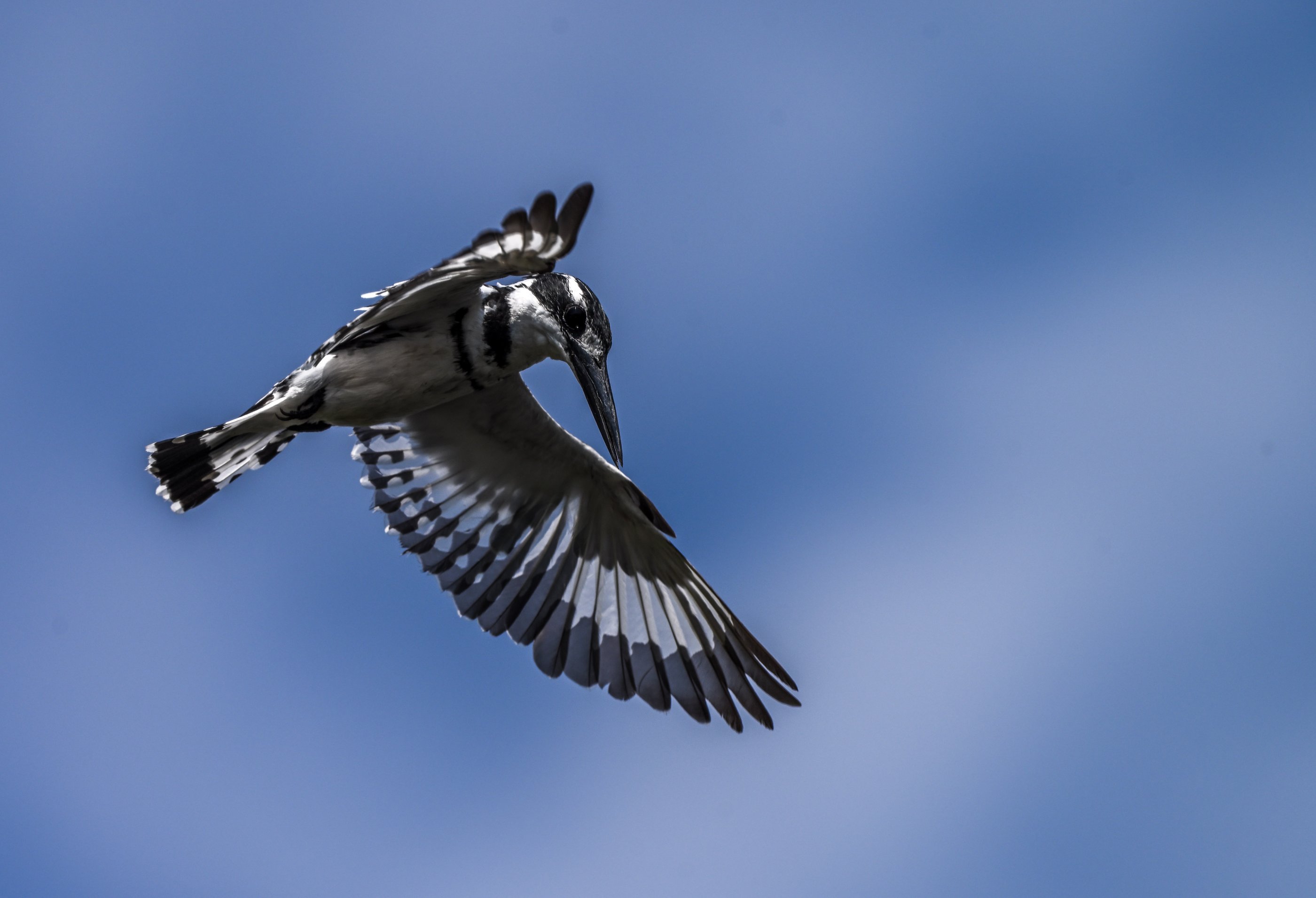 pied kingfisher2.jpg